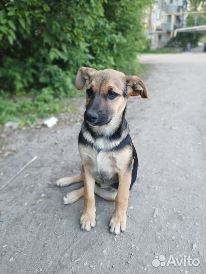 Собака в добрые руки