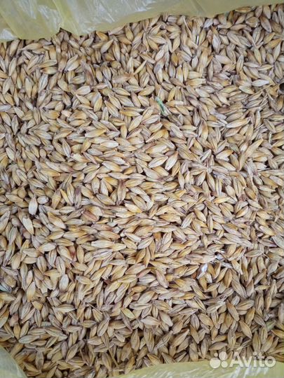 Зерно ячмень