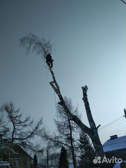 Спил деревьев