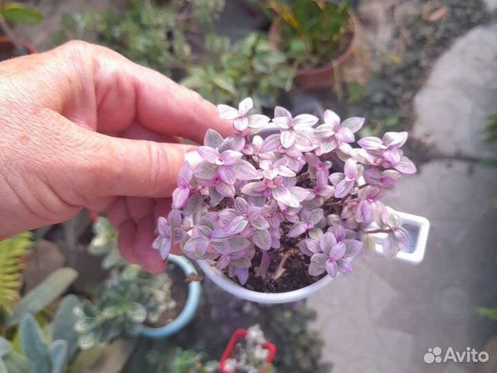 Традесканции сортовые, коллизия