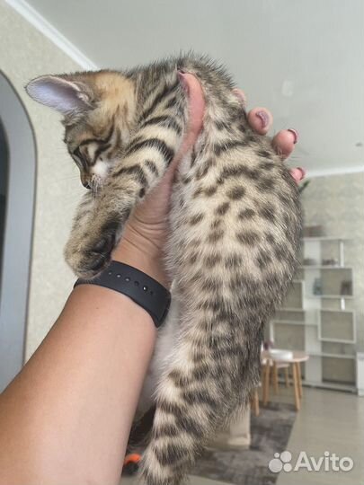 Бенгальские котята
