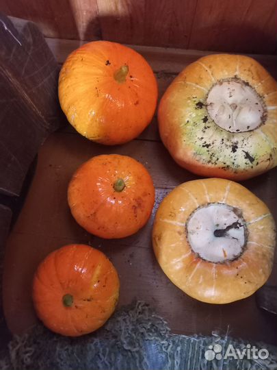 Рассада овощей