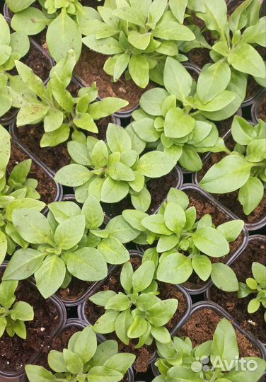 Петуния черенки