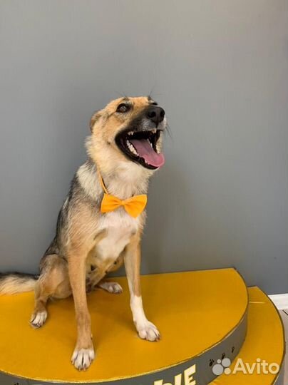 Я очень хочу в семью