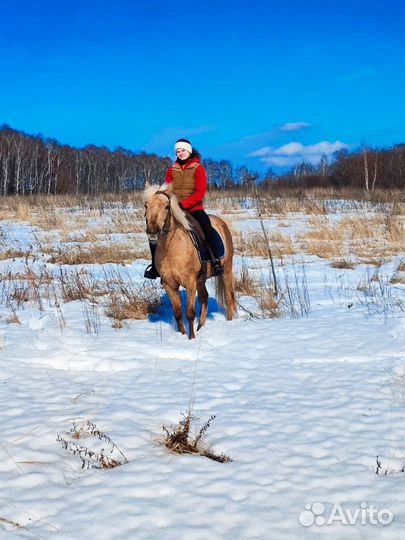 Лошадь для фотосессии