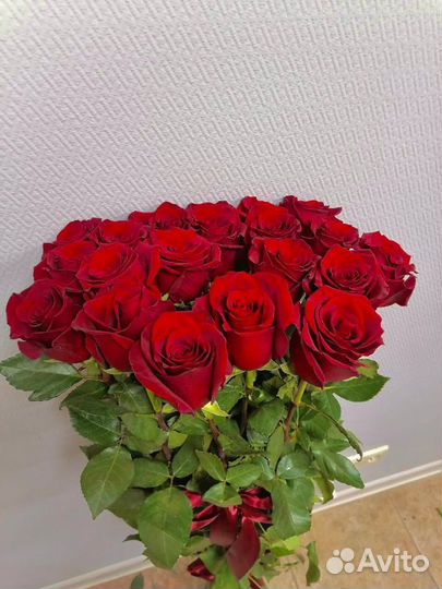 Метровые розы