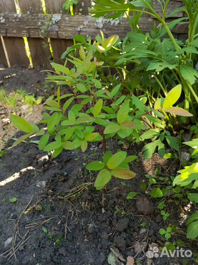 Саженцы жимолости