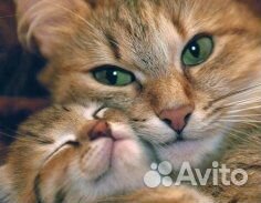 Чайник электрический, пластиковый 1,7 л