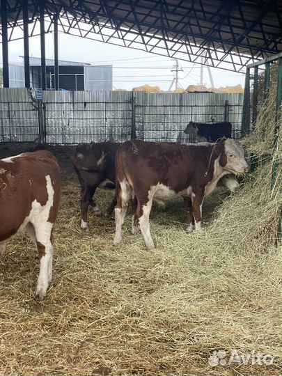 Бычки и телки