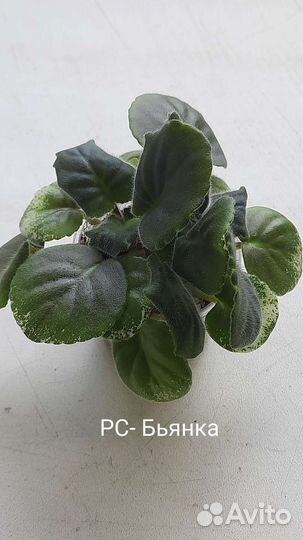 Укорененные черенки фиалок с детками