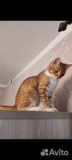 Классная девчонка
