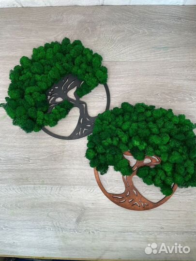 Мох стабилизированный оптом и в розницу