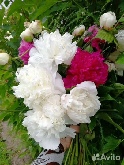 Пионы корни