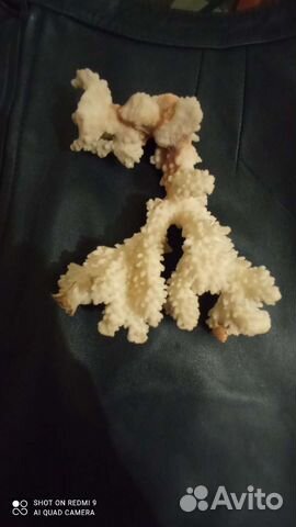 Кораллы и ракушки