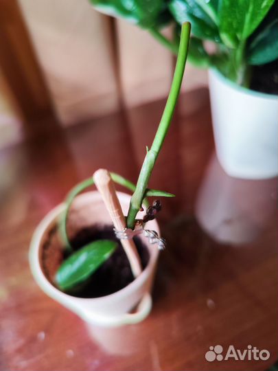 Филодендрон кобра белая