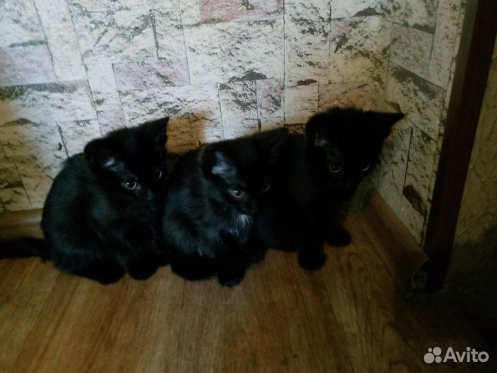 Чёрные котята