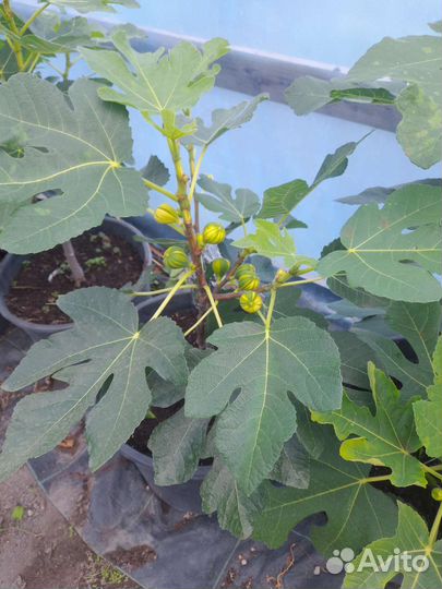 Инжир Паначче