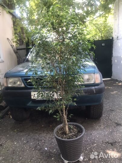 Комнатные цветы