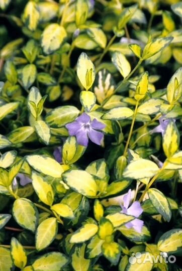 Почвопокровные, многолетние растения