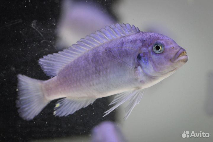 Еллоу и Голубая зебра