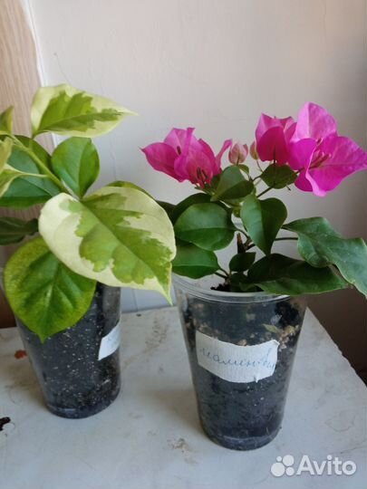 Бугенвиллея