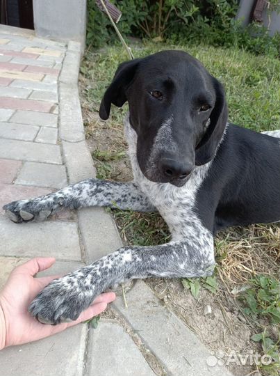 Щенок подросток породы Курцхаар в добрые руки