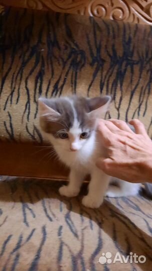 Котята пушистики