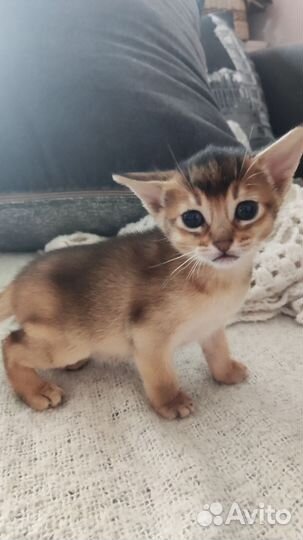 Абиссинские котята
