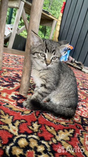 Котята в добрые руки бесплатно