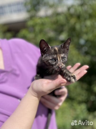 Милая кошечка в добрые руки