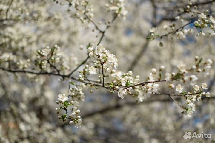 Объектив Nikon AF-S Nikkor 35mm f1.8