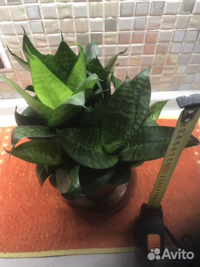 Сансевиерия и большой фикус бенджамино