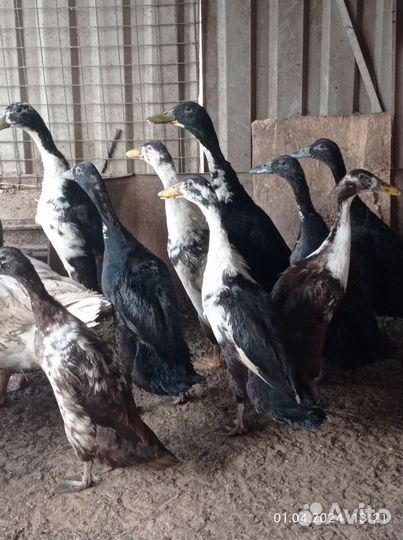 Утята Индийский бегунок,инкуб. Яйцо