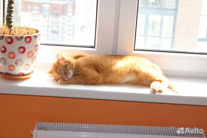 Хороший ласковый котик