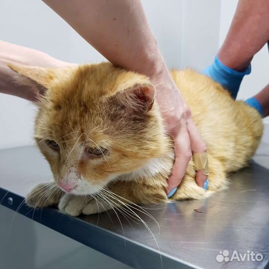 Рыжий бродяга в беде