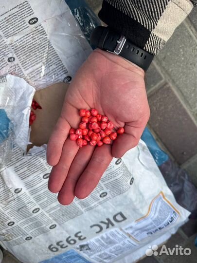 Семена Кукурузы Оригинал