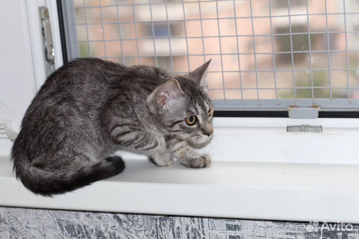 Полосатые котята