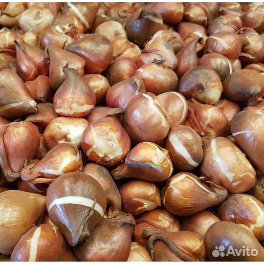 Луковицы тюльпанов power play оптом