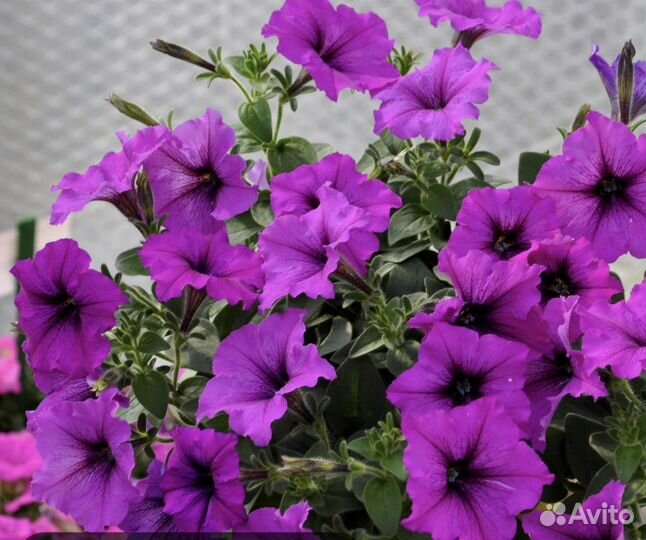 Петуния ампельная семена