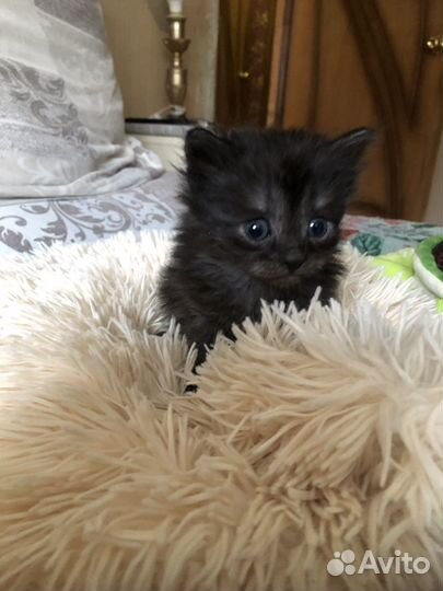 Отдам котиков малюток