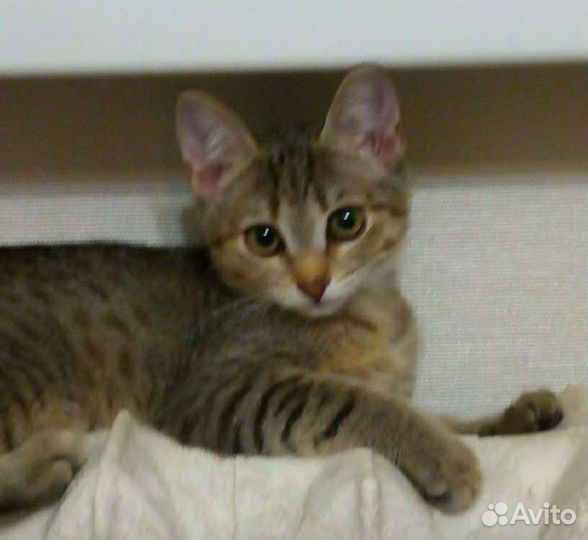 Котята, возраст 4 месяца