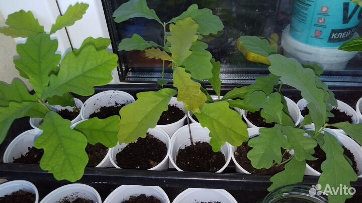 Дубки растения