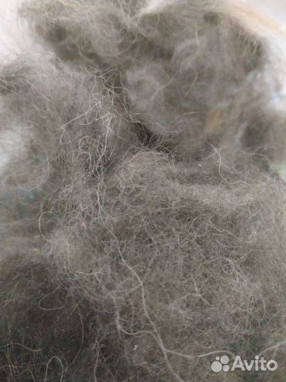 Собачья шерсть от тибетского мастифа