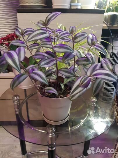 Традесканция Зебрина,Хлорофитум, Хоя