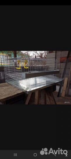 Перепела. Яйцо