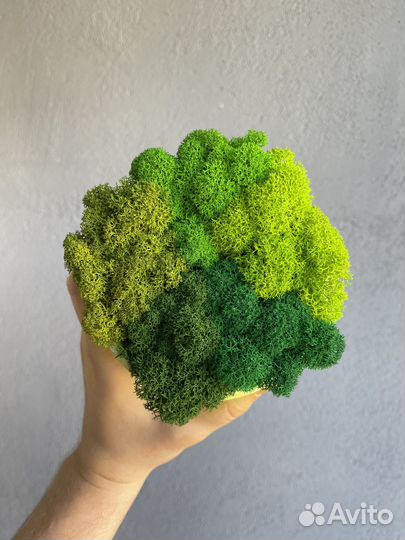 Стабилизированный мох, 1 кг