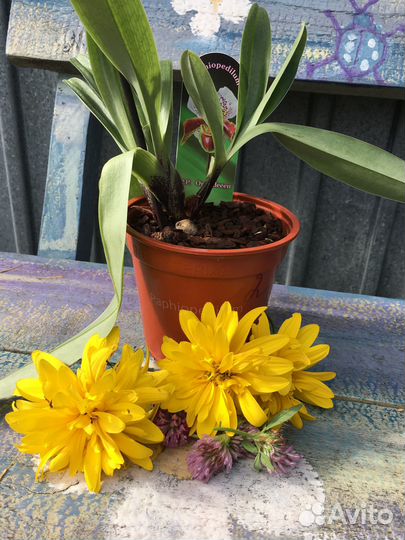 Венеринен башмачок Орхидея