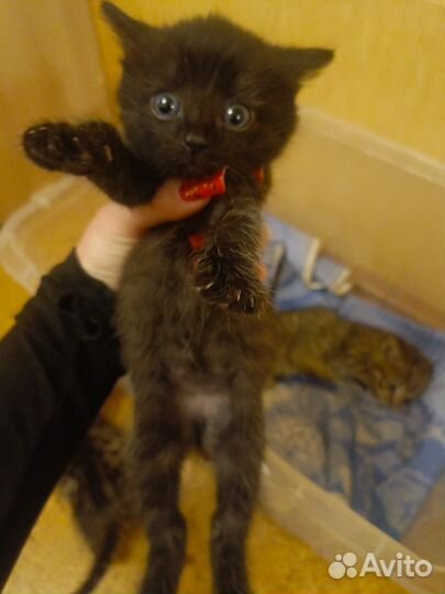 Кошка в дар