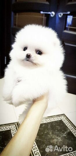 Белый померанский шпиц микро мальчик
