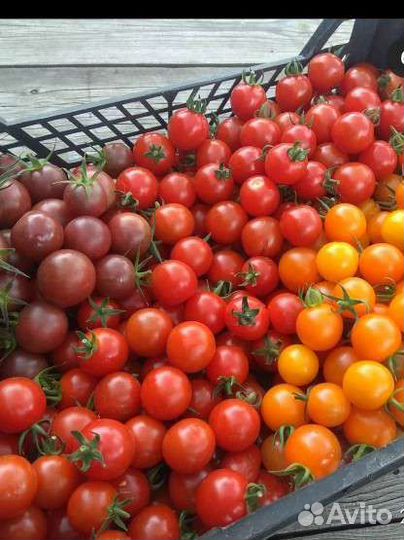 Семена коллекционных томатов черри